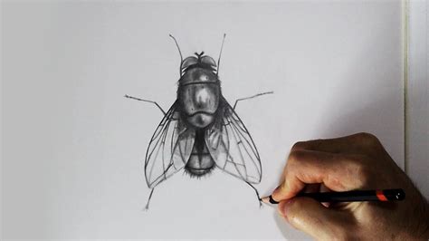 Drawing A Fly With Pencil In 2021 Fly Drawing Drawings Pencil