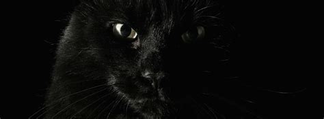 Black Cat Cover Facebook Cover