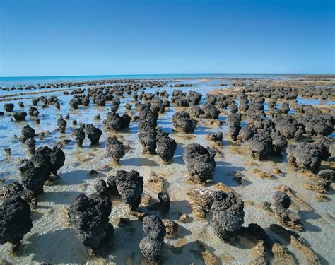 Hamelin Pool Stromatolites Western Australia