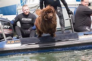 Meet the pooches with superpowers who can rescue 10 people from the sea ...
