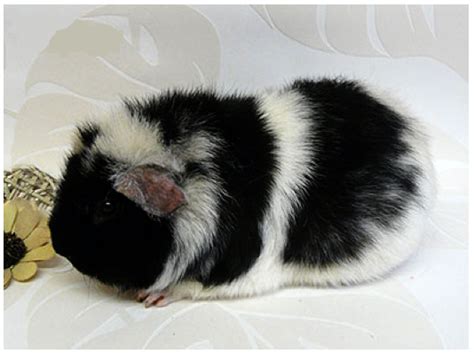 All About The Magpie Guinea Pig Online Guinea Pig Care