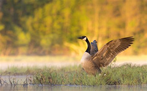Geese Wallpapers Top Free Geese Backgrounds Wallpaperaccess