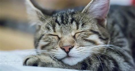 Why Do Cats Sleep So Much Understanding A Cats Sleeping Habits We
