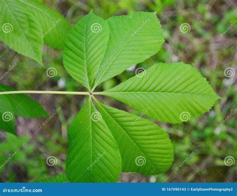 Buckeye Tree Leaf Closeup Stock Image Image Of Spring 167090143