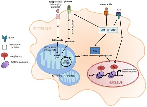 Immunometabolism: Metabolism fine-tunes macrophage activation | eLife
