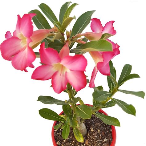 Buy Adenium Pink Flower Plant Desert Rose Online At