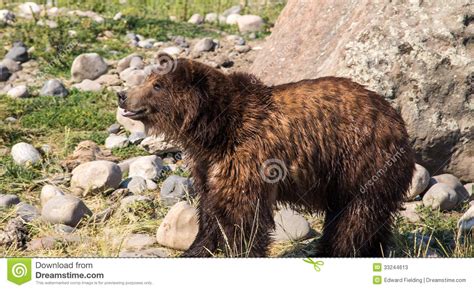 Smiling Grizzly Bear Stock Photos Image 33244613
