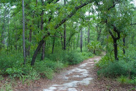 Sandhill Trail Silver Springs State Park Florida Hikes