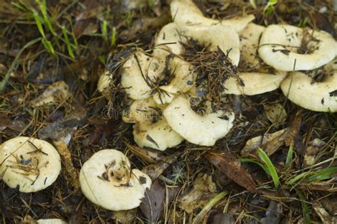 Alabama Wild Milk Mushrooms Lactarius Stock Photo Image Of Leaf