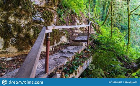 Wooden Stairs In The Forest With Handrail Stock Image Image Of