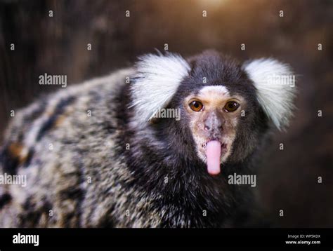 Portrait Of White Tufted Eared Marmoset Monkey In The Zoo Stock Photo