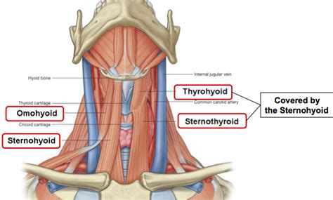 Thyrohyoid Origin Insertion Action And Nerve Supply How To Relief