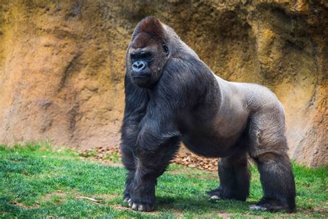 40 Gorilla Facts One Of Humans Closest Relatives