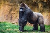 40 Gorilla Facts: One of Humans' Closest Relatives | Facts.net