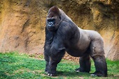 40 Gorilla Facts: One of Humans' Closest Relatives - Facts.net