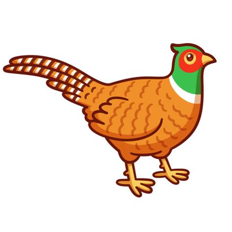 Pheasant Cartoon Illustrations Royalty Free Vector Graphics And Clip Art