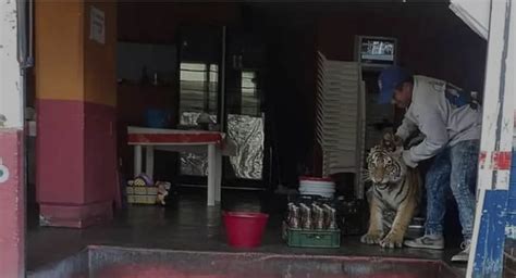 In Hidalgo México A Bengal Tiger Escaped From Somewhere And Entered A