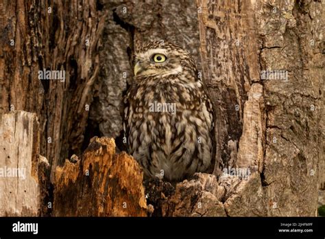 Little Owls Are Able To Camouflage Into Tree Bark Making Them