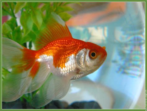 Comment Changer L'eau D'un Aquarium Poisson Rouge - Poissons d'eau froide : Le poisson rouge | Le blog de la ferme