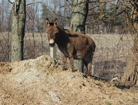 Shorties Funny Farm Donkey Is The Best Pet