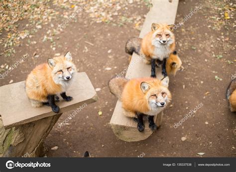 Group Of Foxes At Zoo Park — Stock Photo © Leungchopan 135337538