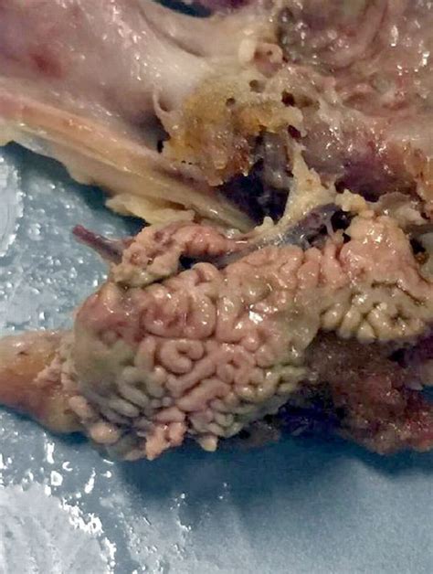 Dissecting the kfc fake chicken rumors. KFC customer's horror after finding 'BRAINS' in her ...