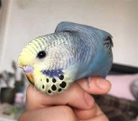 A Little Budgie Told Me 3 Boy Or Girl