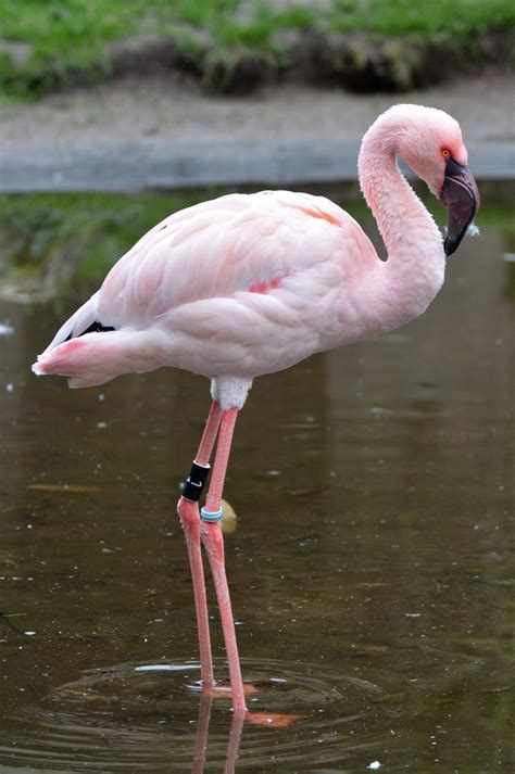 Free Images Animal Wildlife Beak Pink Fauna Flamingo Vertebrate