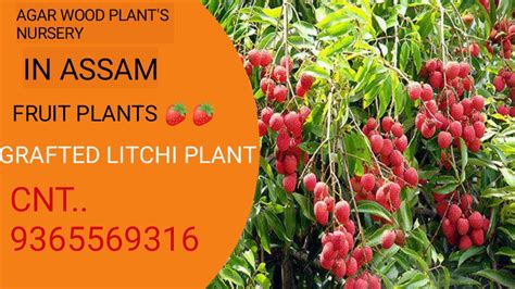 How To Grow Grafted Litchi Plant Call 9365569316 Youtube