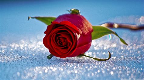 100 Gambar Bunga Mawar Yang Paling Indah