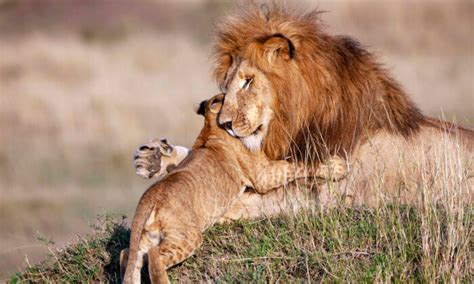 Heartwarming Photos Of Lion Dad And Cub Embracing Reveal Gentle Side Of