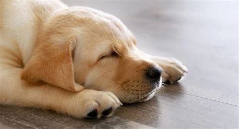 Dreams of puppies are quite adorable. Do Dogs Dream? - Splash and Dash For Dogs