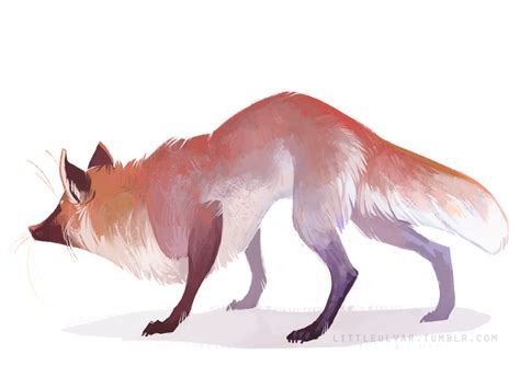 Чёрно бурая лисица Чернобурка Лиса лис лисы лиска лиса