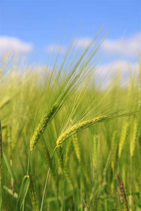 Free Download Hd Wallpaper Barley Wheat Fields Epi Agriculture