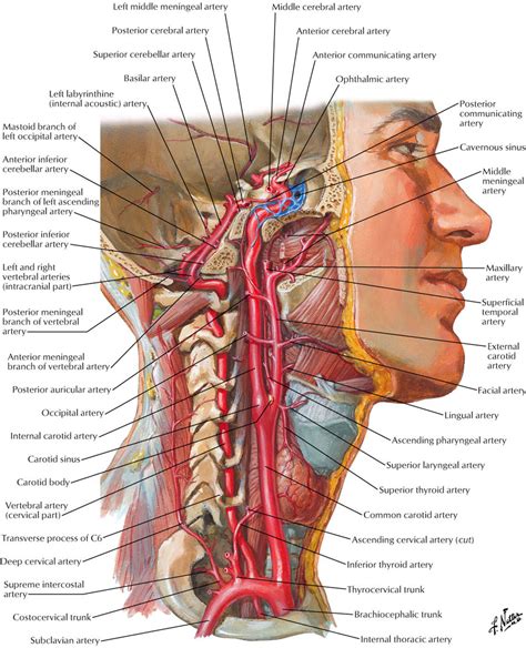 This article describes the anatomy of the head and neck of the human body, including the brain, bones, muscles, blood vessels, nerves, glands, nose, mouth, teeth, tongue, and throat. Image Library - AngioCalc