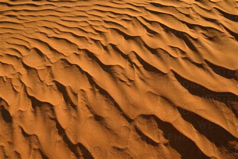 Africa Algeria Sahara Ripple Marks Texture On A Sanddune Esf01607