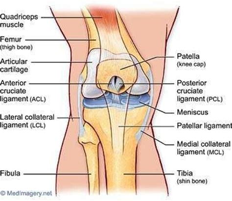 Ankle tendon anatomy, hamstring tendon, knee ligament anatomy, knee tendon pain, knee tendonitis. Pinterest • The world's catalog of ideas