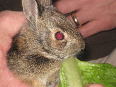 Eastern Cottontail Rabbit Baby Project Noah