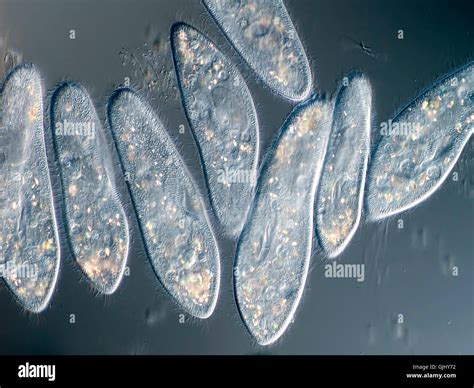 Paramecium Under The Microscope Stock Photo Alamy