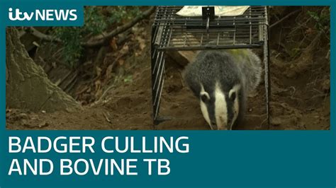 Badger Culling Only Has Modest Effect In Stopping Spread Of Bovine Tb