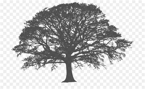 Free Live Oak Silhouette Download Free Live Oak Silhouette Png Images