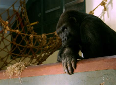 Gorilla Paignton Zoo Beccag Flickr