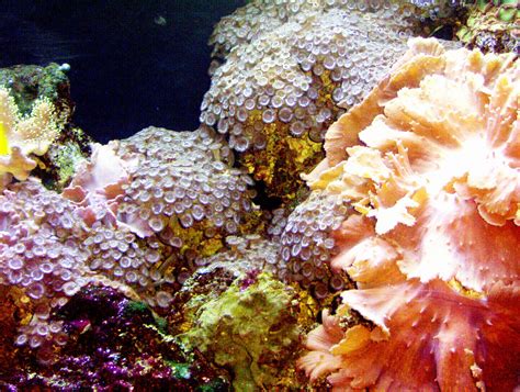 Environment Saving Ecologically Fragile Coral Reefslast Of Three