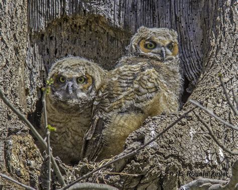 Great Horned Owls Sibling Owlets Ephrata Pa Ronzigler Flickr