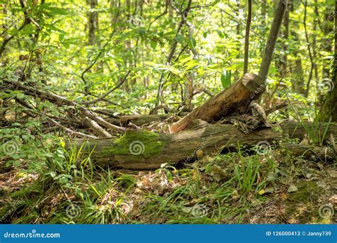 Old Tree Stump Lies Overgrown In The Green Forest Stock Image Image