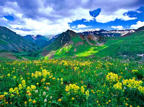 Download Yellow Flower Flower Mountain Nature Landscape Wallpaper