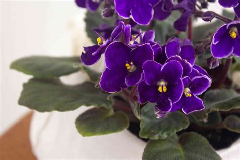 How To Grow And Care For African Violets