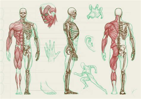 🔥 Download Human Anatomy Wallpaper By Ebonyb81 Human Anatomy