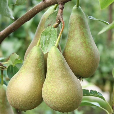 Conference Pear Tree Soft Fruit Plants Kings Seeds