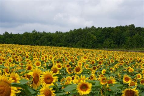 Bunga matahari adalah sebuah bunga yang memiliki ciri khusus yaitu setiap berbunga selalu mengikuti arah cahaya matahari. 10 Pemandangan Hokkaido yang Menakjubkan - Info Wisata ke ...